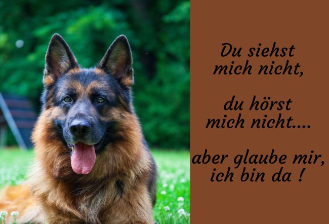 .. ich bin da Hunde Schild informativ auffallend nachdrücklich schilder selbst gestalten