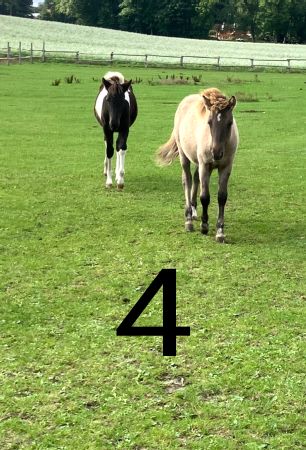 4 Pferde Schild smart spritzig schilder selbst gestalten