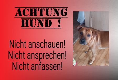 ACHTUNG HUND Hunde Schild informativ auffallend nachdrücklich schilder selbst gestalten
