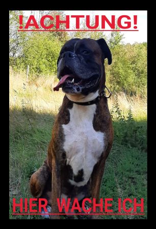 !ACHTUNG! Hunde Schild informativ auffallend nachdrücklich schilder selbst gestalten