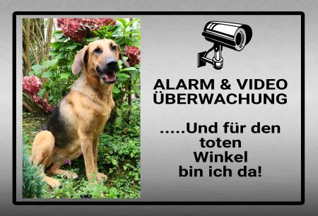 Alarm & Video &Uuml;berwachung Hunde Schild bunt kreativ spritzig informativ auffallend schilder selbst gestalten