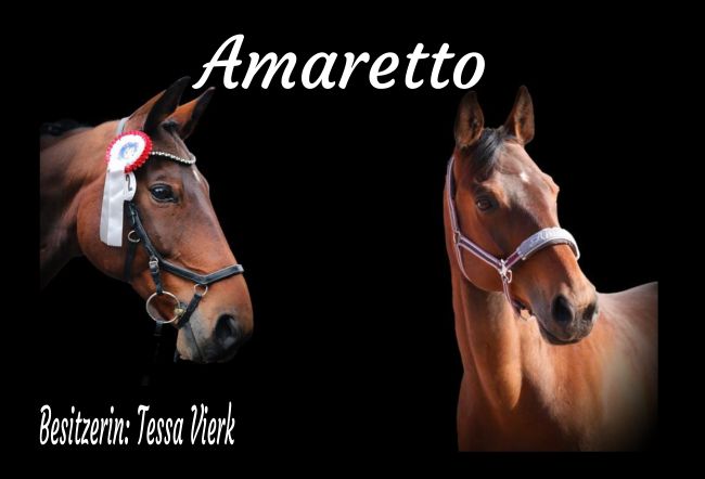 Amaretto Pferde Schild spritzig auffallend schilder selbst gestalten