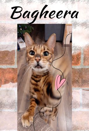 Bagheera Katzen Schild smart kreativ spritzig schilder selbst gestalten