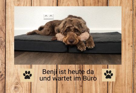 Benja ist da Hunde Schild smart spritzig auffallend schilder selbst gestalten