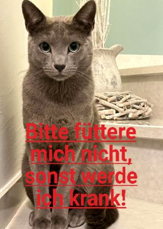 Bitte f&uuml;ttere mich nicht  sonst werde ich krank! Katzen Schild kreativ spritzig schilder selbst gestalten