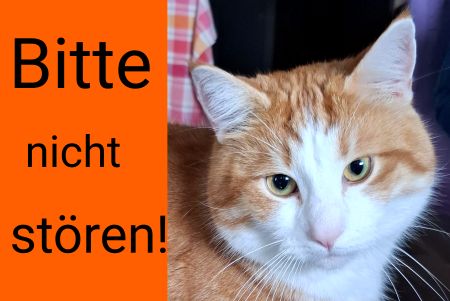 Bitte nicht st&ouml;ren! Katzen Schild bunt kreativ informativ auffallend schilder selbst gestalten