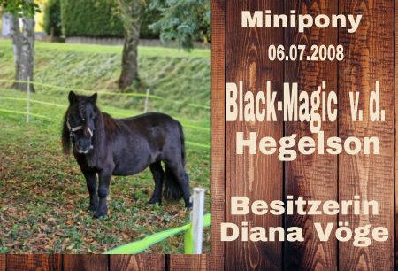 Black-Magic Pferde Schild smart bunt kreativ informativ schilder selbst gestalten