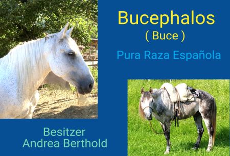 Bucephalos Pferde Schild spannend kreativ spritzig schilder selbst gestalten