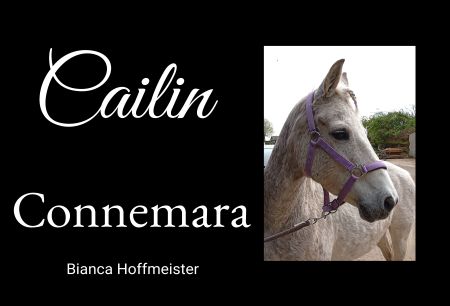 Cailin Pferde Schild informativ auffallend schilder selbst gestalten