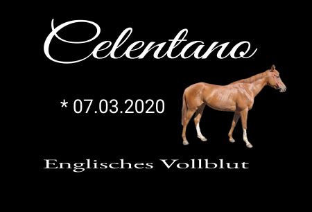 Celentana Pferde Schild smart kreativ auffallend schilder selbst gestalten