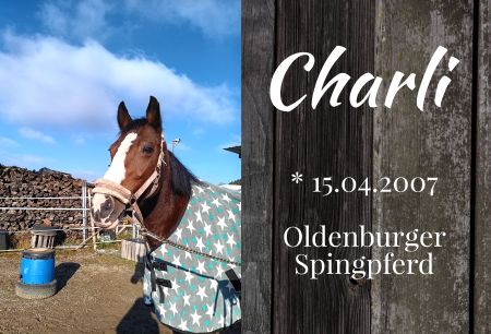 Charli Pferde Schild smart bunt kreativ spritzig schilder selbst gestalten