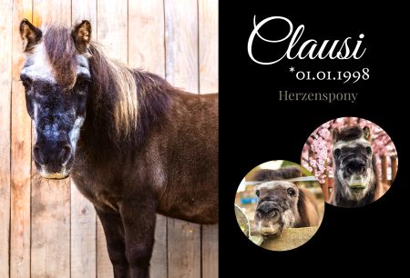 Clausi Pferde Schild bunt informativ auffallend schilder selbst gestalten