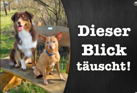 Der Blick t&auml;uscht! Hunde Schild kreativ informativ auffallend lustig schilder selbst gestalten