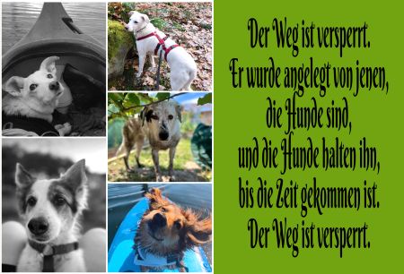Der Weg ist versperrt.... Hunde Schild spannend spritzig informativ auffallend lustig schilder selbst gestalten