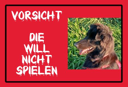 Die will nicht spielen Hunde Schild smart informativ auffallend nachdrücklich schilder selbst gestalten