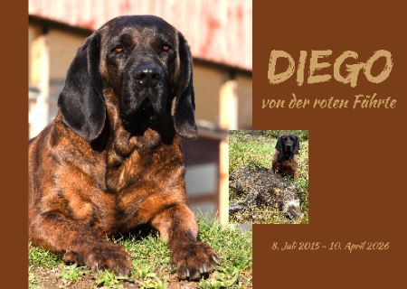DIEGO Hunde Schild bunt informativ auffallend schilder selbst gestalten