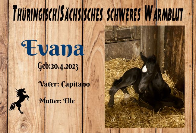 Evana Pferde Schild smart spannend bunt kreativ schilder selbst gestalten