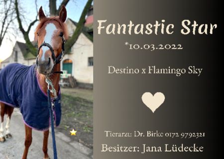 Fantastic Star Pferde Schild smart kreativ schilder selbst gestalten