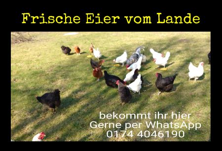 Frische Eier vom Land Firma Schild spannend kreativ spritzig informativ auffallend schilder selbst gestalten