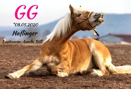 GG Pferde Schild smart kreativ spritzig schilder selbst gestalten