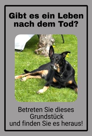 Gibt es Leben noch dem Tod? Katzen Schild bunt kreativ informativ auffallend lustig schilder selbst gestalten