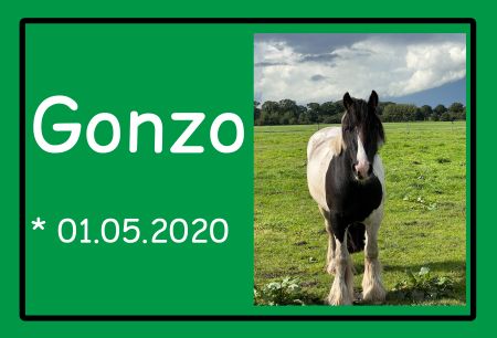 Gonzo Pferde Schild smart informativ auffallend schilder selbst gestalten
