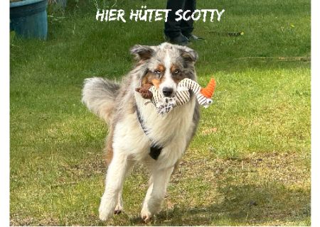 Hier hütet Scotty Hunde Schild smart kreativ schilder selbst gestalten