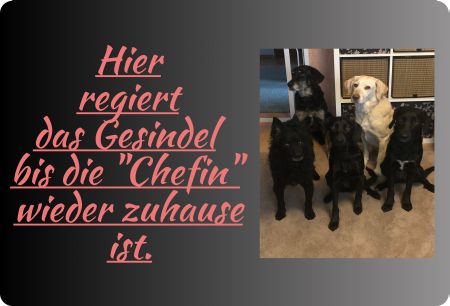 Hier regiert das Gesindel Hunde Schild smart kreativ spritzig schilder selbst gestalten