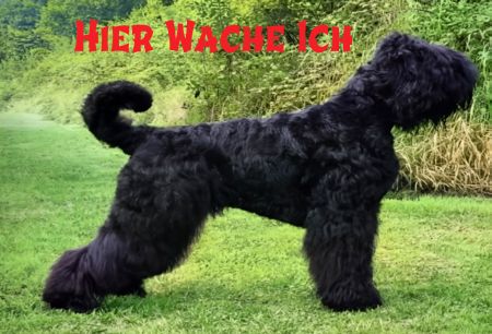 HIER WACHE ICH Hunde Schild bunt spritzig informativ auffallend schilder selbst gestalten