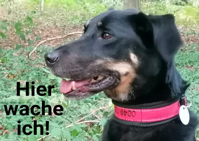 Hier wache ich Hunde Schild smart informativ auffallend schilder selbst gestalten