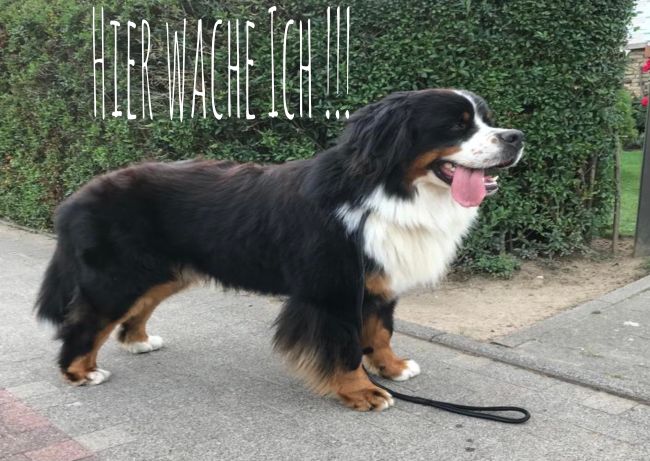 Hier wache ich Hunde Schild bunt informativ auffallend schilder selbst gestalten