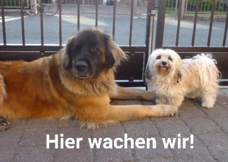 Hier wachen wir! Hunde Schild smart bunt kreativ schilder selbst gestalten