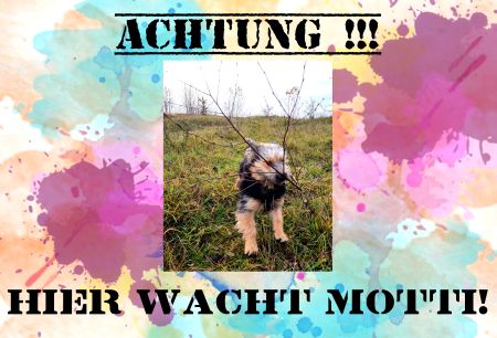 HIER WACHT MOTTI! Hunde Schild bunt kreativ spritzig informativ schilder selbst gestalten