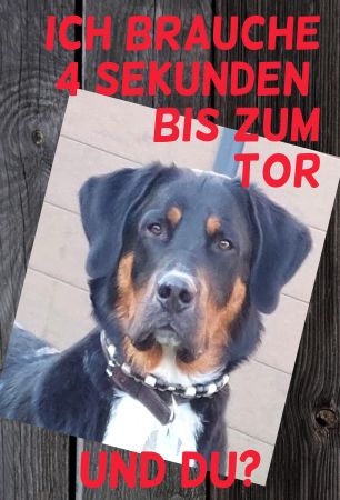 Ich brauche 4 Sekunden.... Hunde Schild bunt kreativ spritzig informativ auffallend schilder selbst gestalten