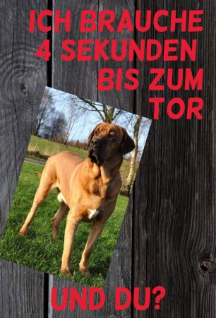 Ich brauche 4 Sekunden Hunde Schild smart bunt kreativ auffallend schilder selbst gestalten