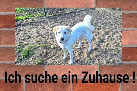 Ich suche ein Zuhause Hunde Schild spritzig informativ auffallend schilder selbst gestalten