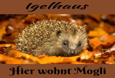 Igelhaus Hier wohnt Mogli Tiere Schild smart spannend bunt kreativ schilder selbst gestalten