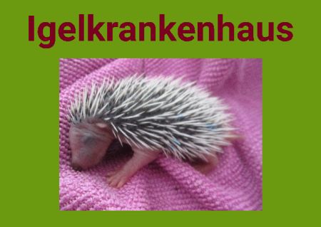Igelkrankenhaus Tiere Schild spannend bunt kreativ schilder selbst gestalten
