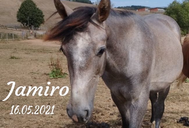 Jamiro Pferde Schild smart spritzig informativ auffallend schilder selbst gestalten