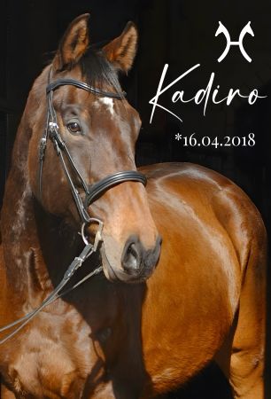 Kadiro Pferde Schild spannend informativ auffallend schilder selbst gestalten