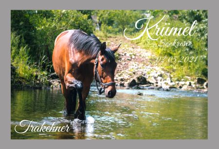 Kr&uuml;mel Pferde Schild spannend spritzig informativ auffallend schilder selbst gestalten