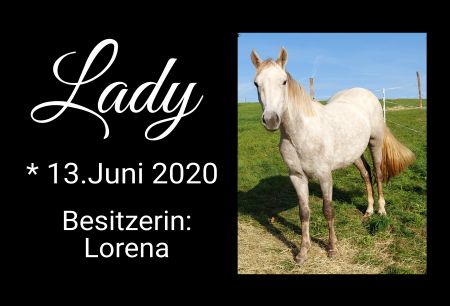 Lady Pferde Schild smart informativ schilder selbst gestalten