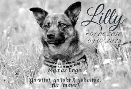 Lilly Gedenktafel Schild nachdrücklich schilder selbst gestalten