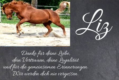 Liz Pferde Schild kreativ informativ auffallend schilder selbst gestalten