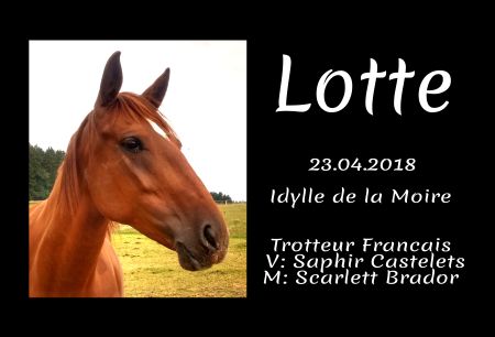 Lotte Pferde Schild smart bunt schilder selbst gestalten