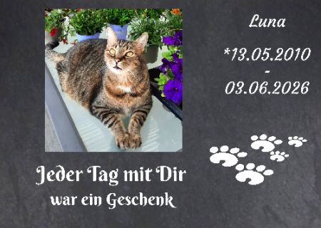 Luna Katzen Schild kreativ informativ auffallend schilder selbst gestalten