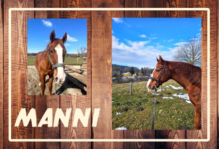 MANNI Pferde Schild smart bunt kreativ auffallend schilder selbst gestalten