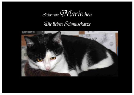 Mariechen Katzen Schild smart auffallend schilder selbst gestalten