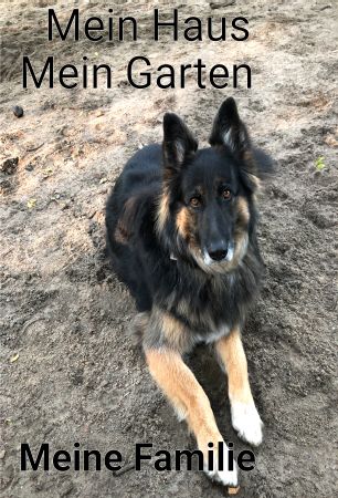 Mein Haus - Mein Garten Hunde Schild informativ auffallend nachdr&uuml;cklich schilder selbst gestalten