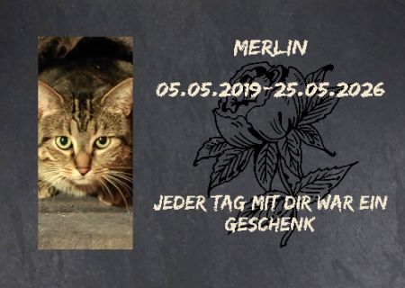 Merlin Katzen Schild kreativ informativ auffallend schilder selbst gestalten